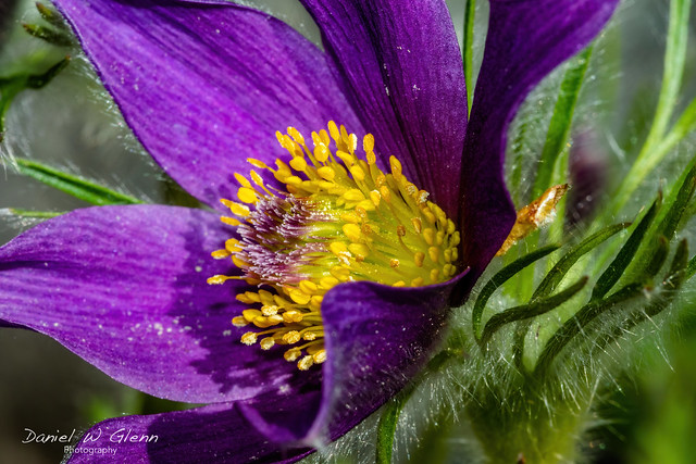 Purple Flower Power