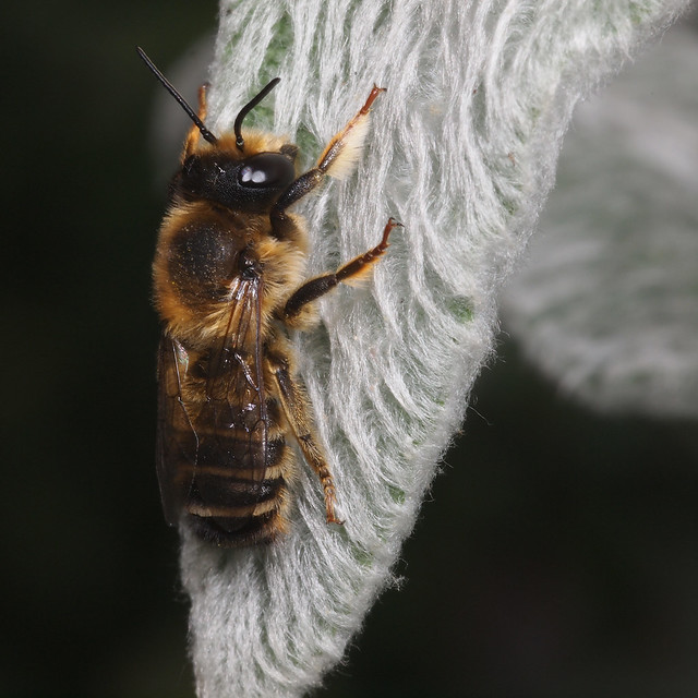 Megachile ericetorum m