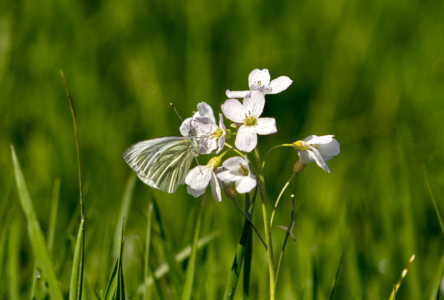 Lady's Smock and Green Veined White