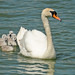 			Brian Rafferty posted a photo:	Mr Mute Swan taking the young ones for a look at their home at Preston Dock back in May 2016.Sadly don’t seem to be any swans present this year!