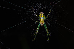 Mabel Orchard Orbweaver (Leucauge argyrobapta) Spider