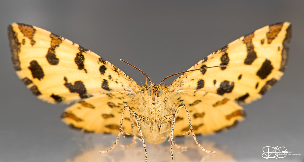 B57I5365-Speckled-Yellow,-Pseudopanthera-macularia