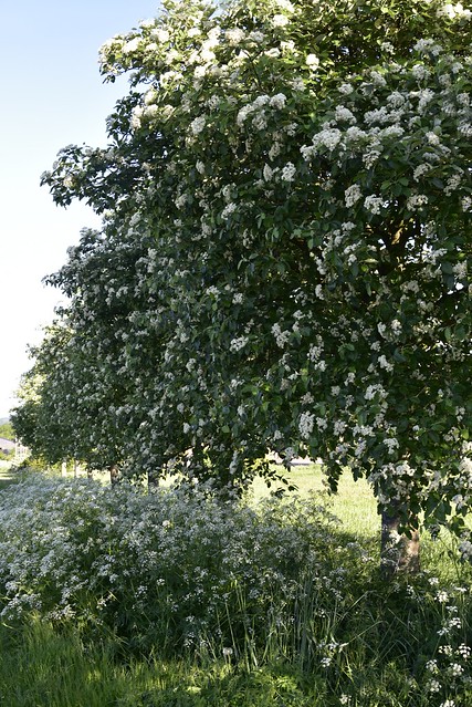 Schwedische Mehlbeere (Sorbus intermedia) und Wiesen-Kerbel (Anthriscus sylvestris) in voller Blüte am Leischweg; Wohlde, Stapelholm (16)