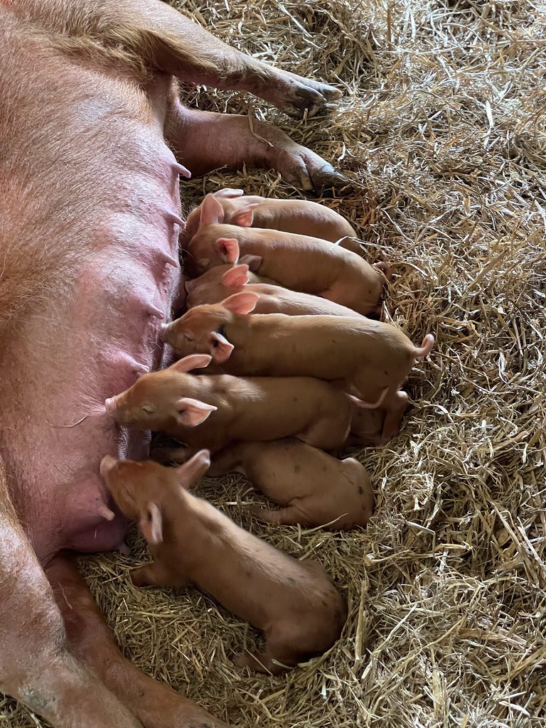 wimpole pigs