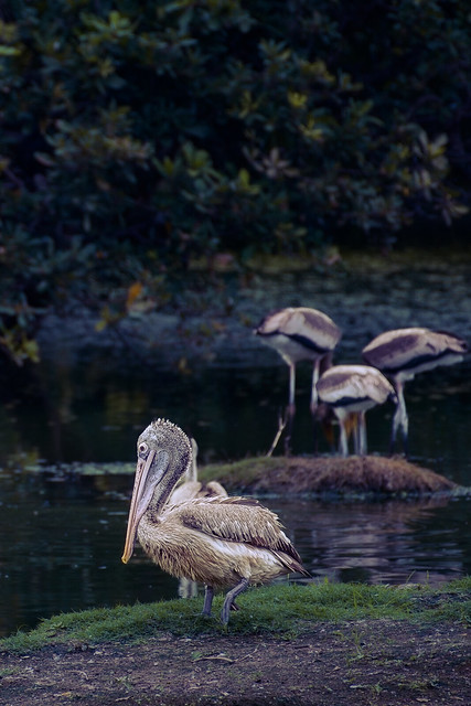 Spot-billed pelican புள்ளி அலகு கூழைக்கடா