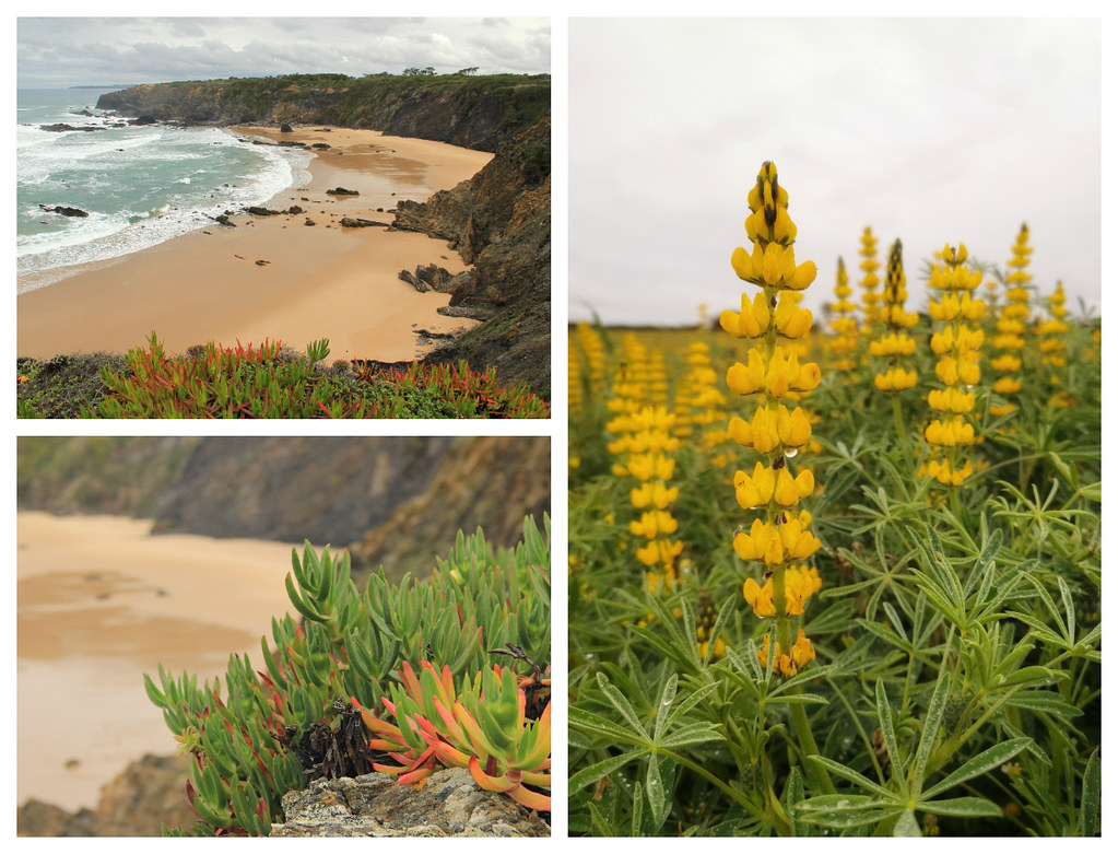 Praia dos Machados and some yellow lupins spotted further along the trail