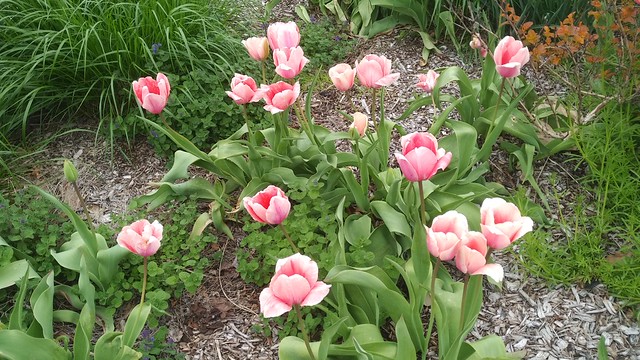 Garfield Park Conservatory, Front Entrance, Pink Tulips