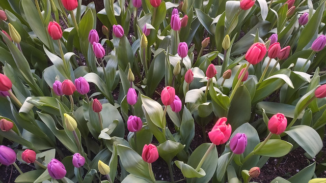 Chicago Loop Tulips, #1