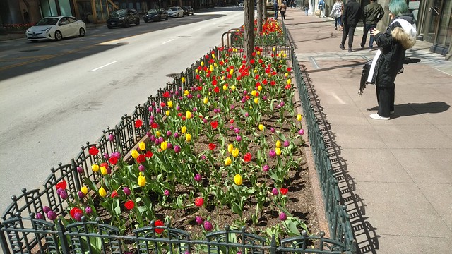 Chicago Loop Tulips, #3