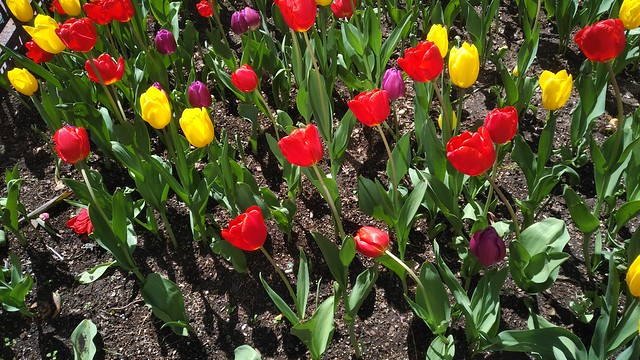 Chicago Loop Tulips, #2