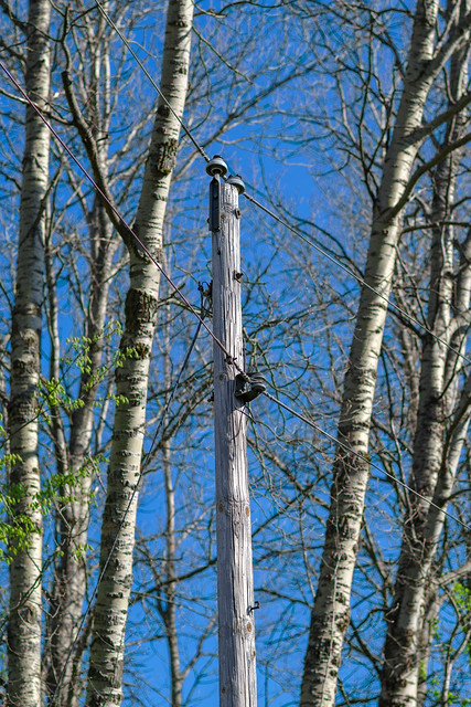 Power transmission pole and quaking aspen (Populus tremuloides), Skytrails Circle, Mancelona, Michigan. May 2022
