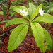 Trientalis borealis - Star flower