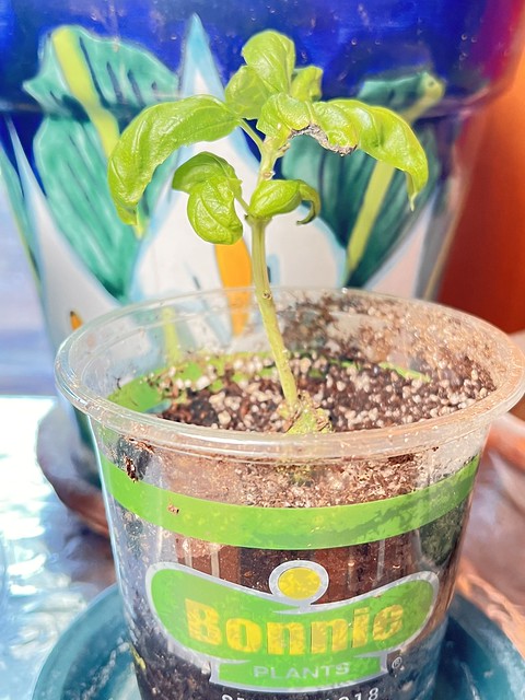 Newly  Rooted And Transplanted Basil Cutting
