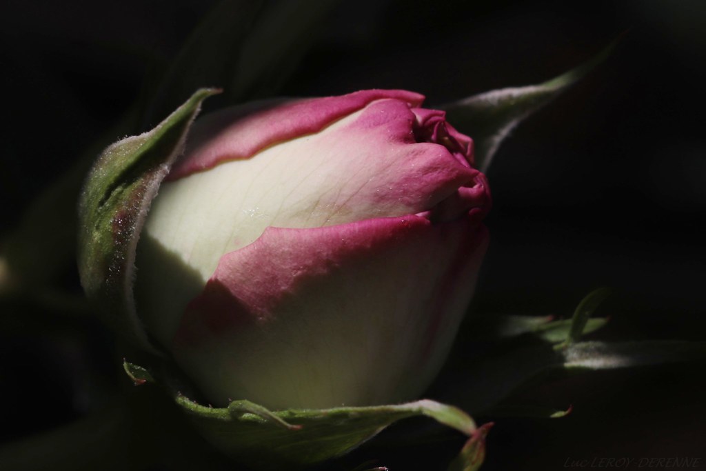rosa Pierre de Ronsard ®