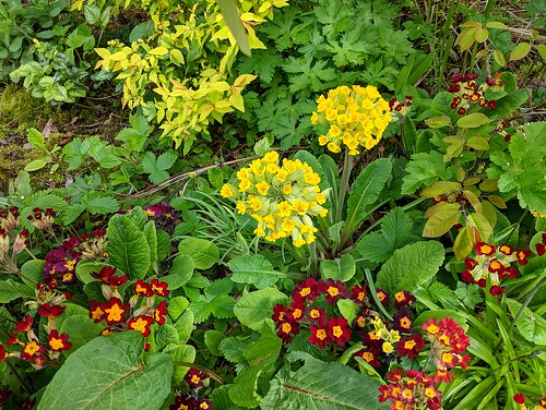Yellow and red primulas
