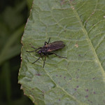dagger fly (Empis sp.)