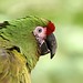 The military macaw (Ara militaris)