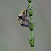 Narrow-bordered Bee Hawkmoth