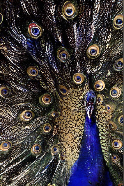 Peacock Abstract