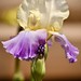 Iris beauty