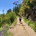 Hiking high up in the yellow Alpine Broom forests of Madeira