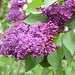 2022-05-27 #Lilacs! Syringa vulgaris; Appleton, #Wisconsin #nature #flowers #flower #nonnative