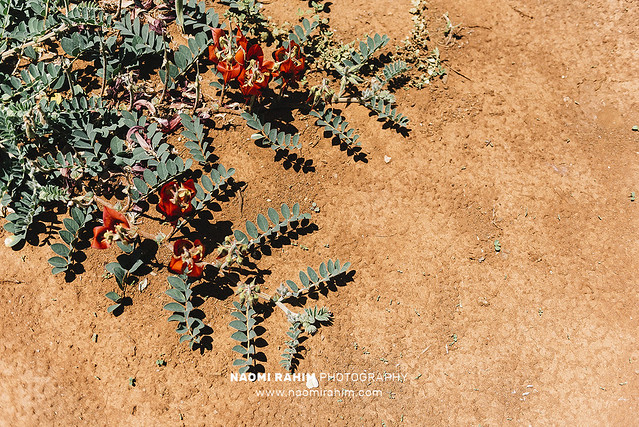Sturt's Desert Pea flower in outback Australia