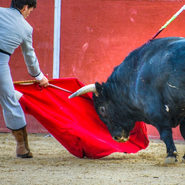 Juez federal suspende provisionalmente las corridas de toros en la Plaza de México