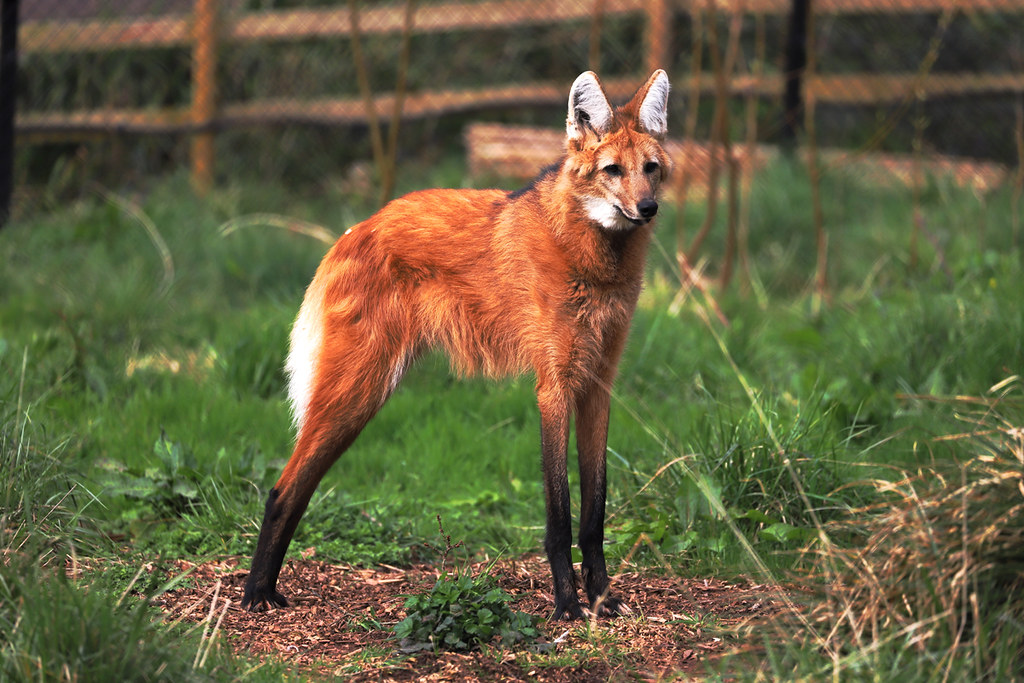 Maned Wolf 20th March 2022