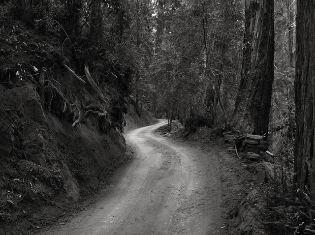 Redwood Road, Big Sur, Ca