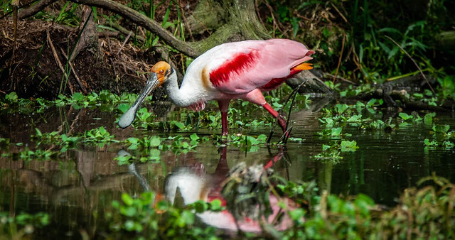 Seeing a Spoonbill Reflection