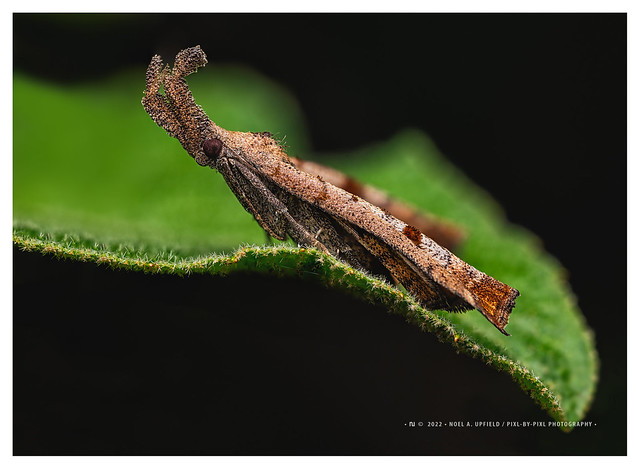 Mottled Grass-veneer moth