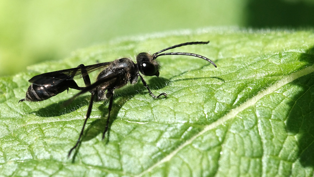 Spring Wasp Spring Wasp | They are just starting to arrive. | marcus neal | Flickr