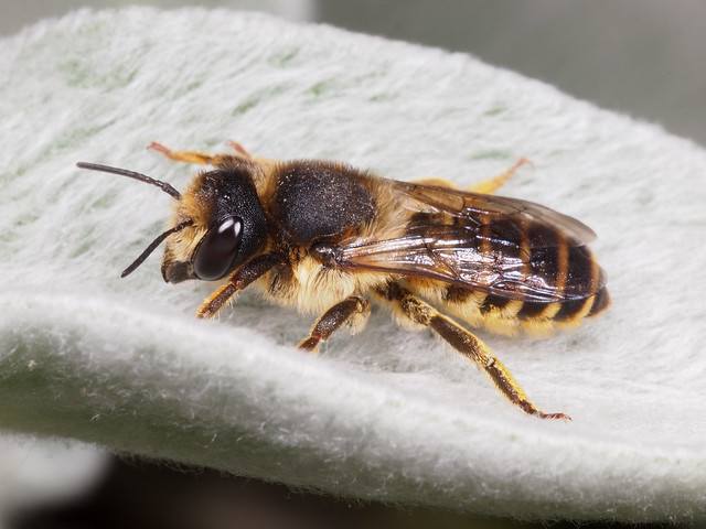 Megachile ericetorum f