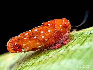 Leafhopper (Cicadellidae) - P5016388