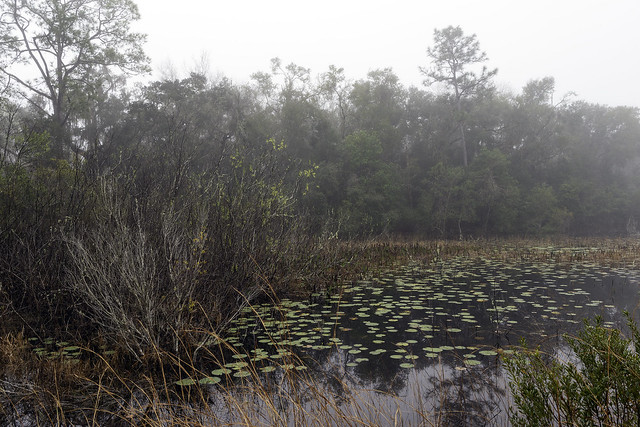 My Favorite Pond on a Foggy Morning 107-7703