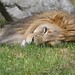 The Katanga lion (Panthera leo bleyenberghi)