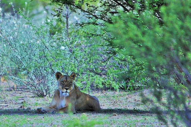 Lioness In The Shade (Panthera leo)