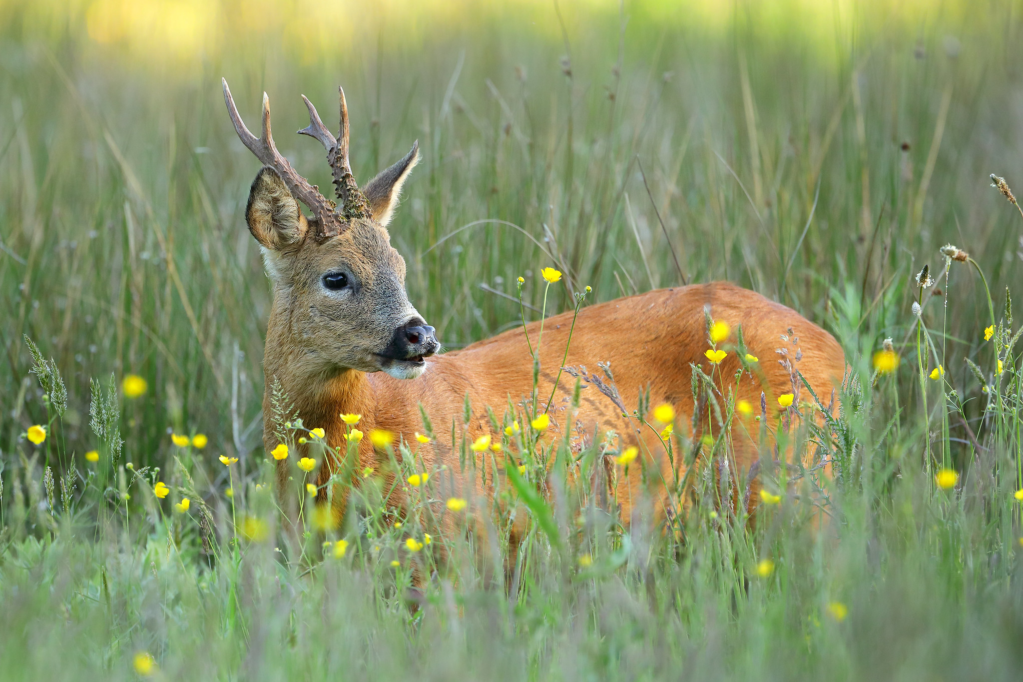 Roe Buck in meadow