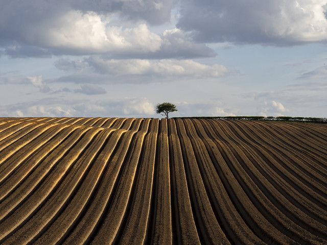 A lone tree in a ploughed field