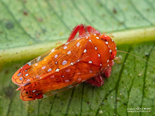 Leafhopper (Cicadellidae) - P5016396