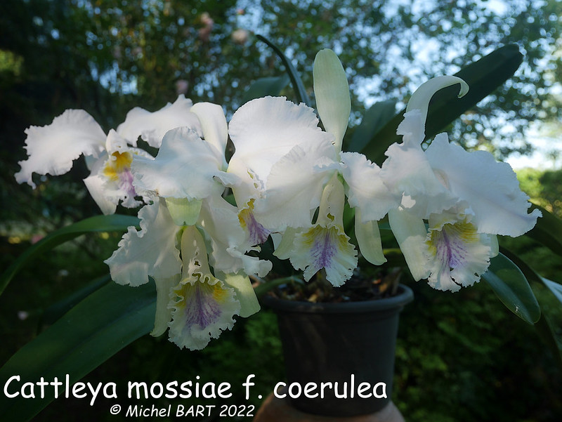 Cattleya mossiae 52105526143_c1aae1ded4_c