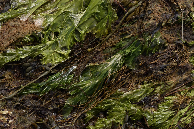 stranded sea lettuce