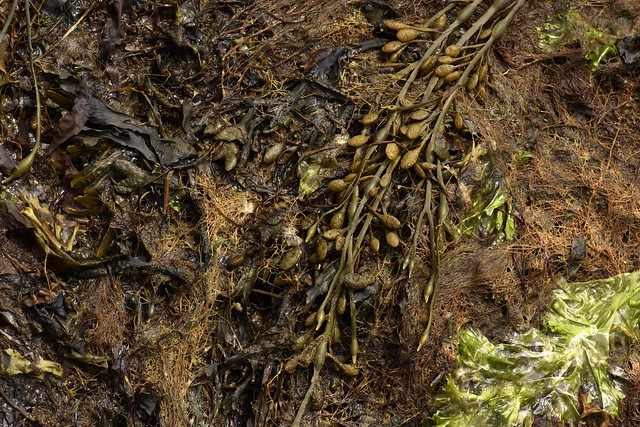 rockweed, knotted wrack, and sea lettuce