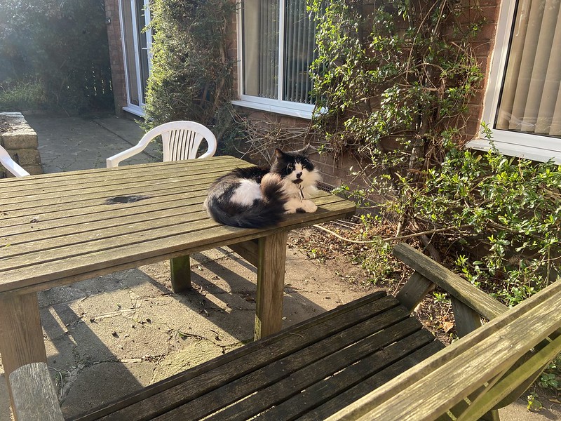 Felis silvestris (domestic cat) 'Mr Mittens' - Durham Garden -- Fri 25 Mar 2022 15-57-46 GMT