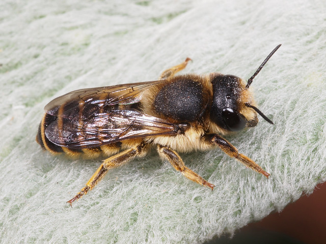 Megachile ericetorum f