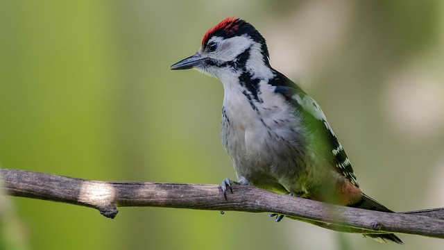 Young woodpecker.