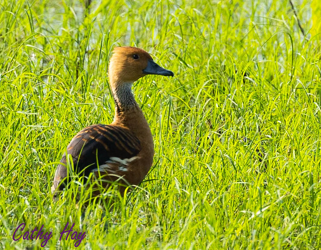 Fulvous Whistling-duck at Anahuac NWR TX        _22A0651.jpg