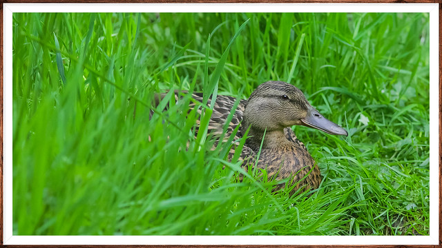 Female Mallard on the Bank of the River Nar..