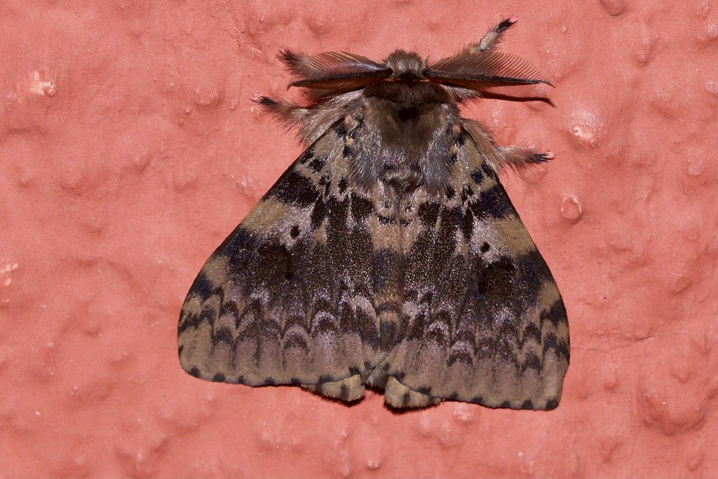 ecosystem/fauna/Tussock Moth (Lymantria aryama) male